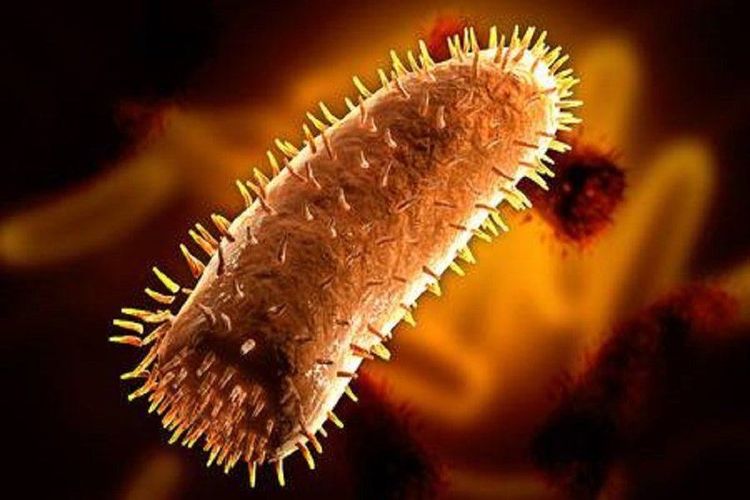 
Virus dại gây bệnh dại ở người
