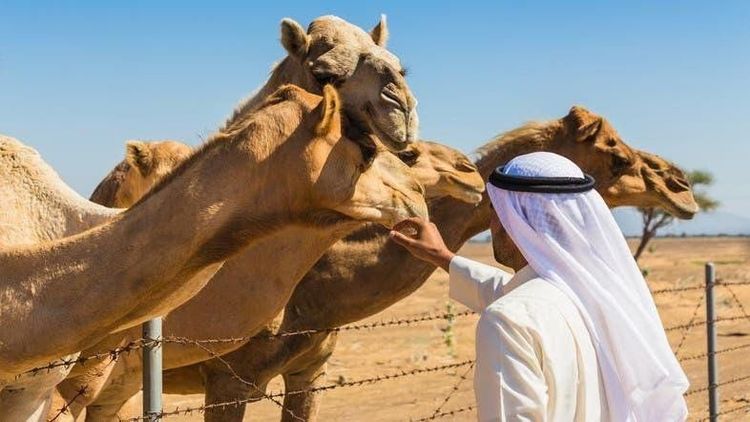 
Lạc đà, động vật trung gian truyền MERS-CoV sang người (nguồn: alarabiya.net)
