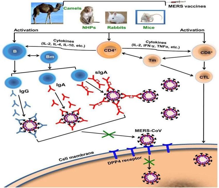 
Sơ đồ nghiên cứu chế tạo vắc-xin phòng ngừa MERS-CoV (nguồn: doi: 10.1586/14760584.2016.1167603).
