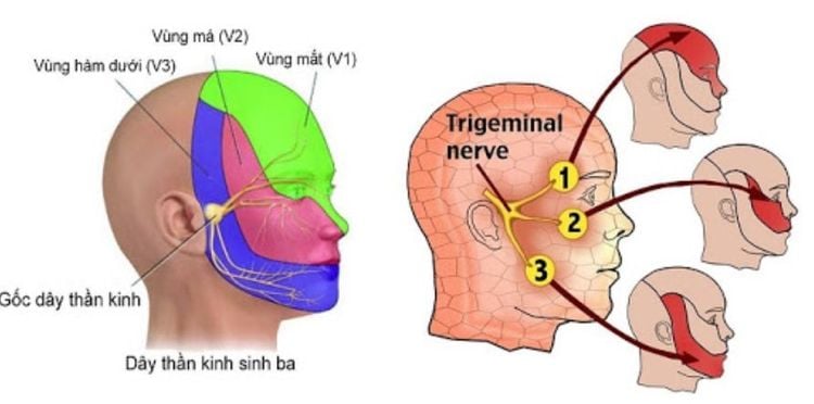 
Vị trí dây thần kinh số V
