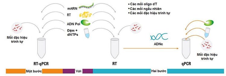 Hình ảnh mô tả các bước thực hiện kỹ thuật Real-Time PCR. 