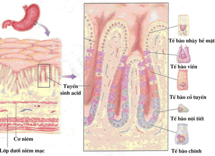 
Lớp nhày bề niêm mạc dạ dày
