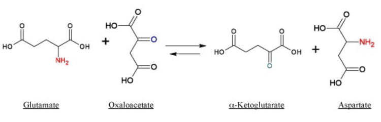 
SGOT (Glutamic-oxaloacetic transamine)
