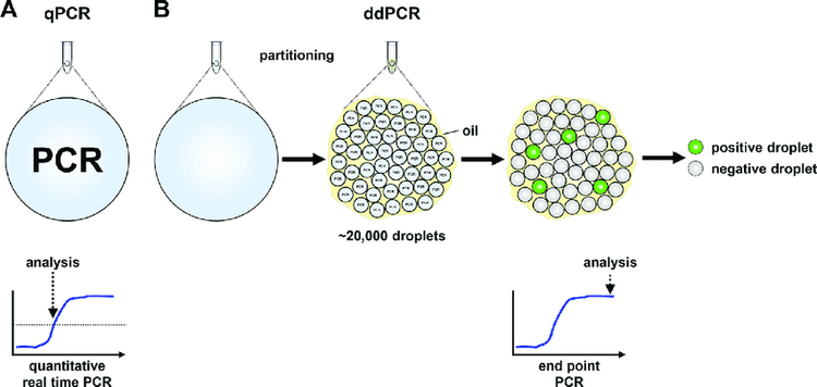 
Kỹ thuật PCR trong ứng dụng thăm dò acide nucleic
