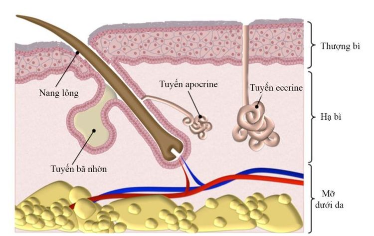 
Vị trí tuyến Apocrine
