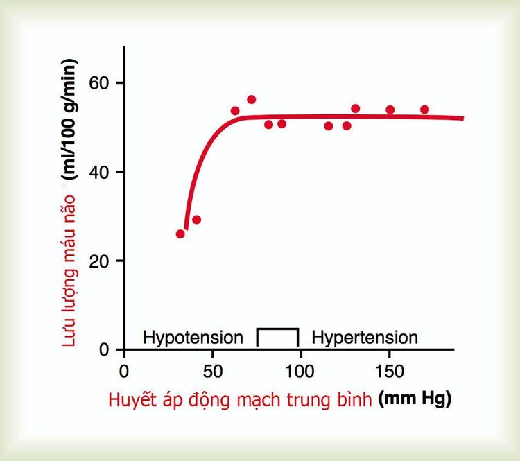 
Các ảnh hưởng khác nhau của huyết áp trung bình (từ hạ huyết áp đến tăng huyết áp) lên lưu lượng mạch máu não
