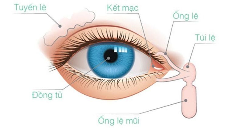 
Tuyến lệ tạo ra nước mắt
