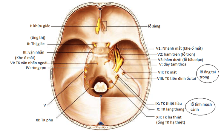 
Cấu tạo nền xọ
