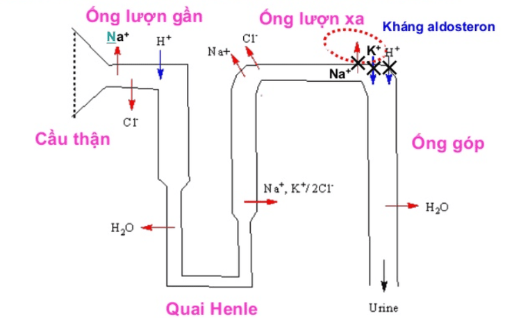 
Thuốc kháng aldosterone là dạng thuốc lợi tiểu giữ Kali
