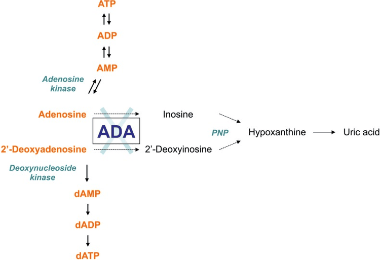 
Sơ đồ chuyển hóa Adenosine Deaminase (ADA)
