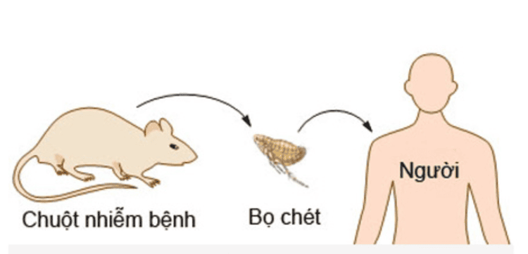 
Bọ chét là trung tâm lây truyền bệnh dịch hạch
