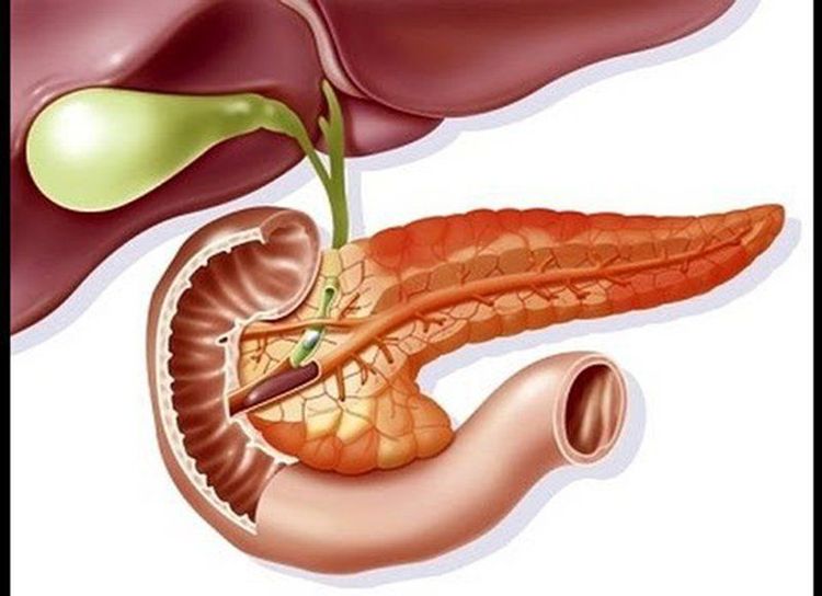 
Sán lá gan lớn tàn phá gan và các bộ phận khác trên cơ thể người bệnh
