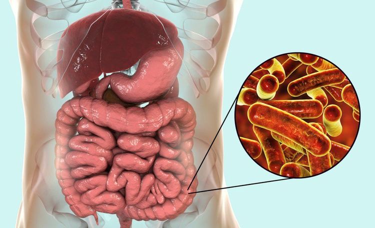 
Sử dụng cây sầu đâu chữa bệnh lỵ có hiệu quả tốt
