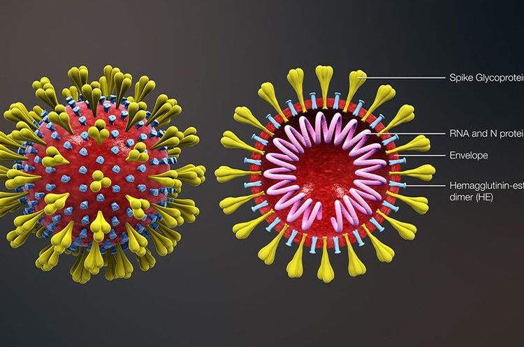 
Nhiều nghiên cứu chỉ ra thuốc chloroquine làm giảm sự nhân lên của virus SARS - CoV - 2.
