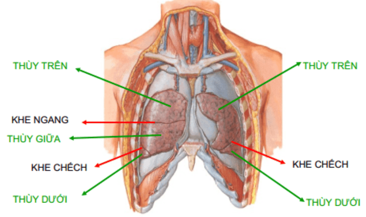 
Các loại thuỳ phổi trong cơ thể con người
