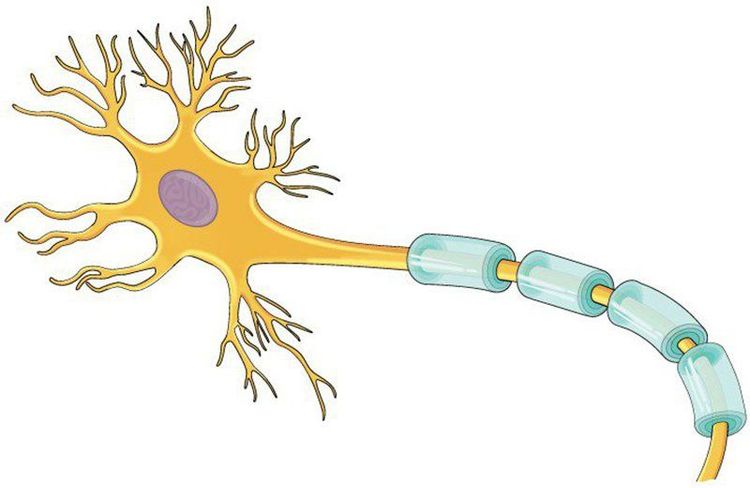 
Đau dây thần kinh số V có thể do vỏ bao myelin bị phá hủy
