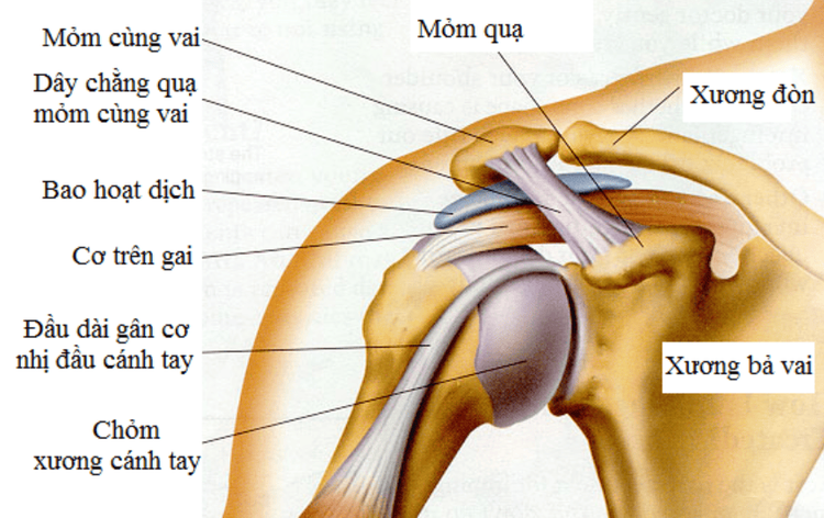 
Cấu tạo vùng vai và khớp vai
