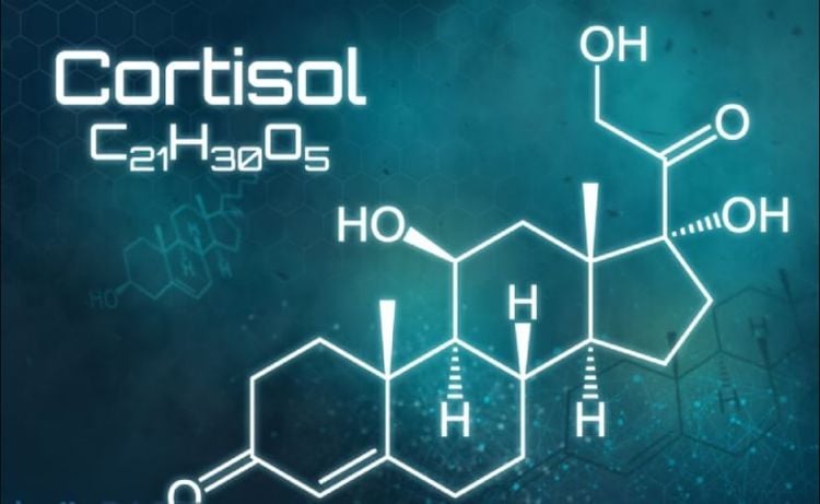 
Cortisol được giải phóng khi cơ thể bạn cảm thấy căng thẳng.
