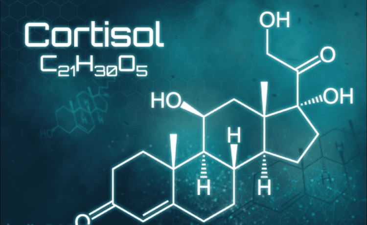 
Cấu trúc hóa học của Cortisol
