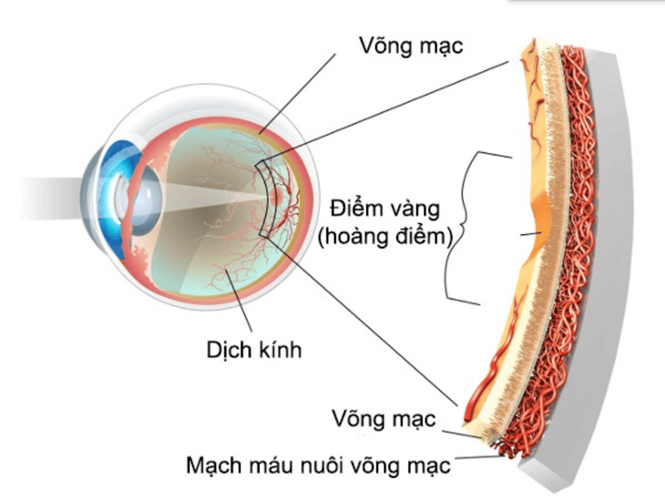 
Vị trí của võng mạc, điểm vàng trong mắt
