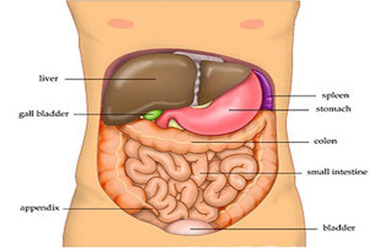 
Hình ảnh giải phẫu ổ bụng
