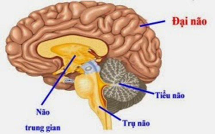 
Bộ não có thể được chia thành 3 phần chính
