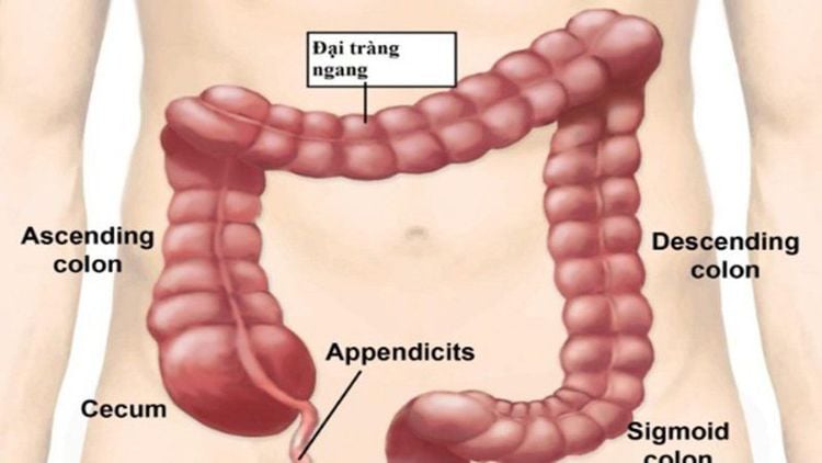 4. Chẩn Đoán Các Bệnh Liên Quan Đến Đại Tràng Ngang