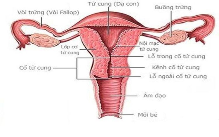 
Cấu tạo cổ tử cung
