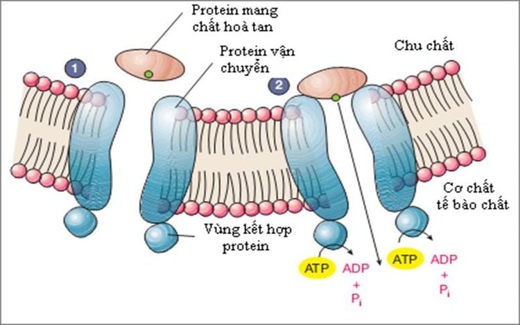 
Protein giúp vận chuyển các chất dinh dưỡng vào tế bào
