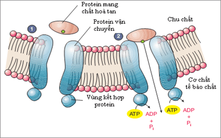 
Protein như một cầu nối giúp tế bào hấp thu chất dinh dưỡng
