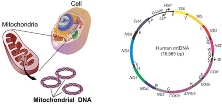 
Cấu trúc ADN ty thể
