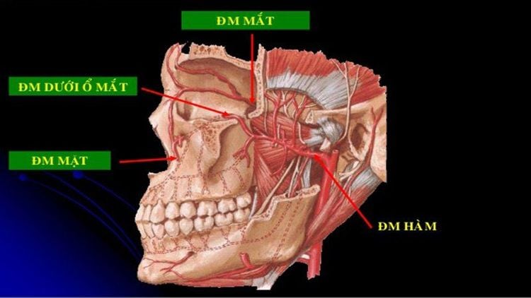 
Cần thắt các động mạch nếu máu vẫn còn chảy
