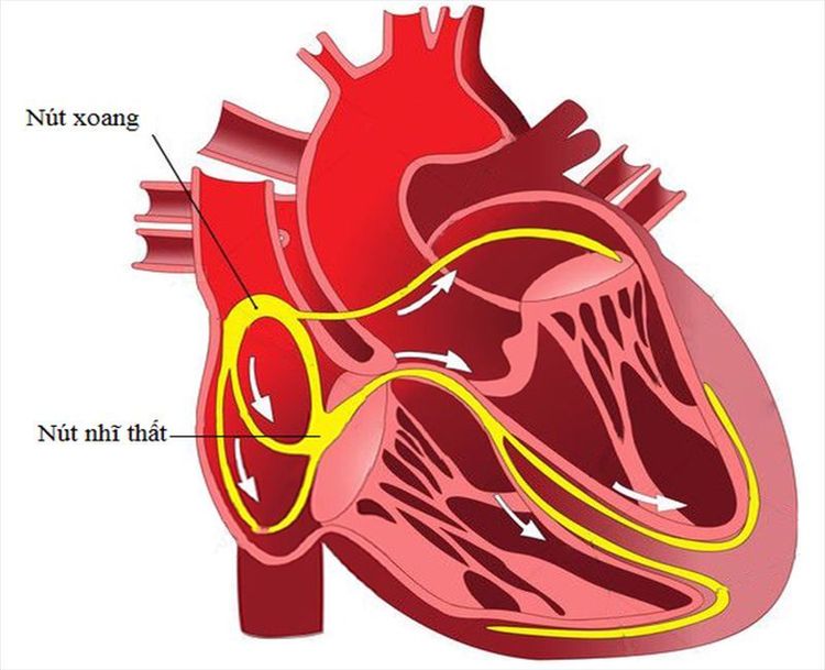 
Nút xoang ở tâm nhĩ phải
