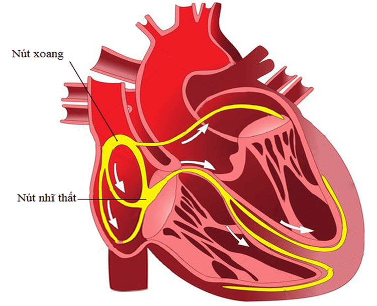 
Vị trí của nút xoang trong cấu tạo của tim
