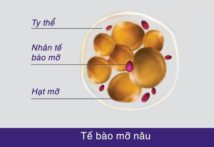 
hệ vi khuẩn ruột có thể tác động vào mỡ nâu sinh nhiệt
