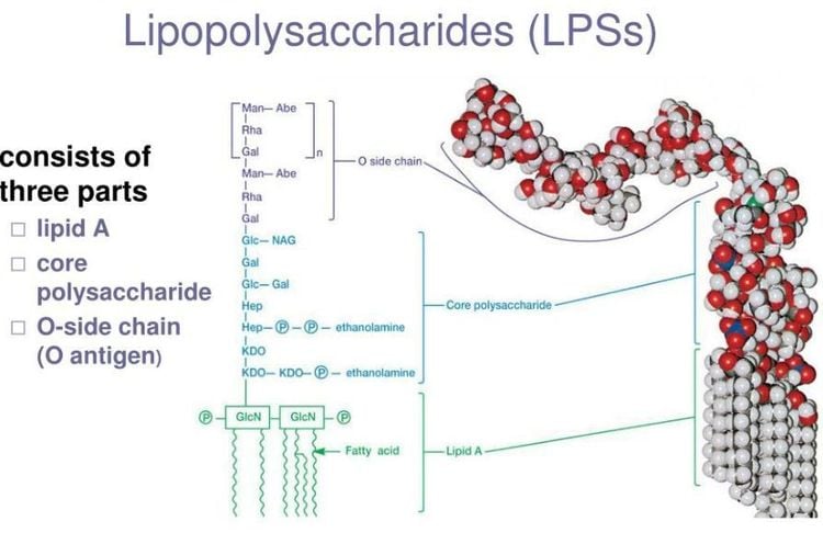 
Lipopolysaccharides (LPSs) của Vi khuẩn
