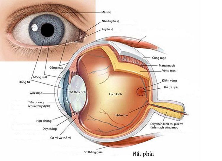 
Vị trí của đồng tử trong mắt
