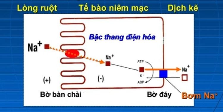 
Na+ được hấp thu trong suốt chiều dài ruột non theo cơ chế chủ động
