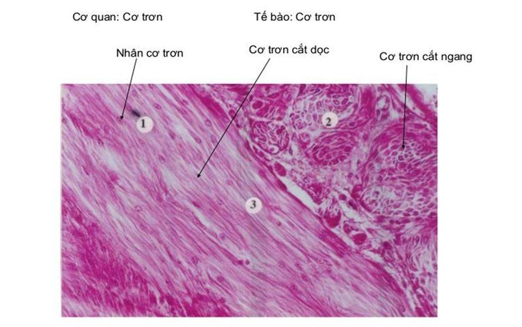 
Cấu tạo của cơ trơn
