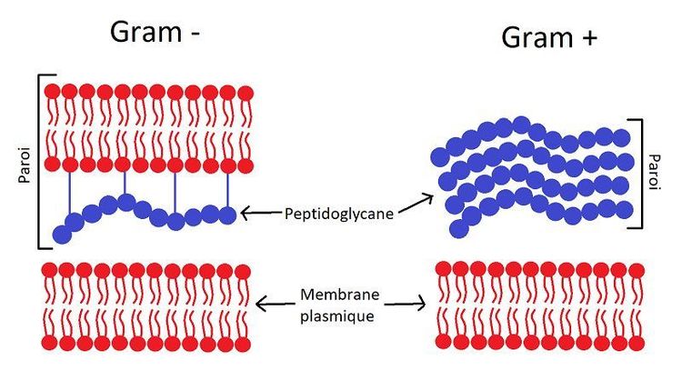 
Cấu trúc lớp vách khác nhau giữa các vi khuẩn Gram dương và Gram âm trong định danh vi khuẩn
