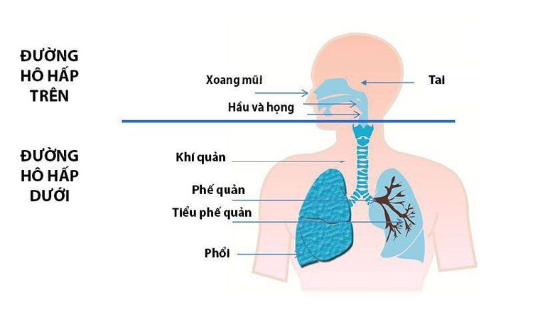 
Khi đặt nội khí quản có thể gặp tai biến viêm đường hô hấp trên
