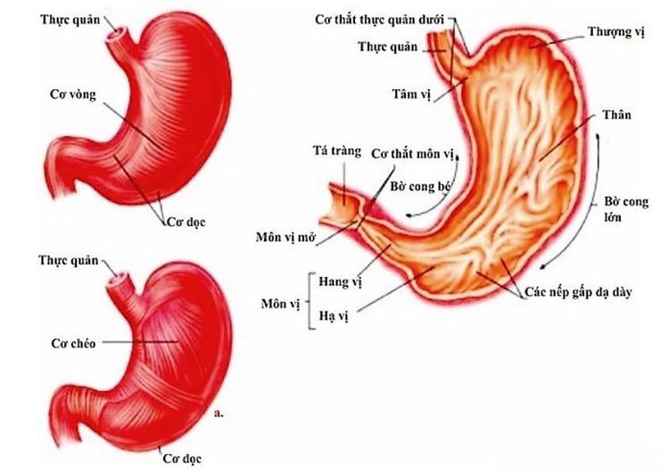 
Vị trí và giải phẫu của bờ cong nhỏ dạ dày
