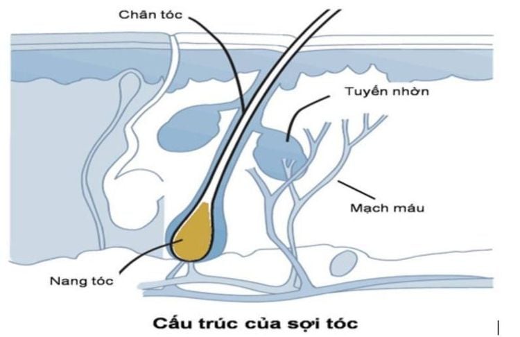 
Vị trí nang tóc trong cấu trúc của sợi tóc
