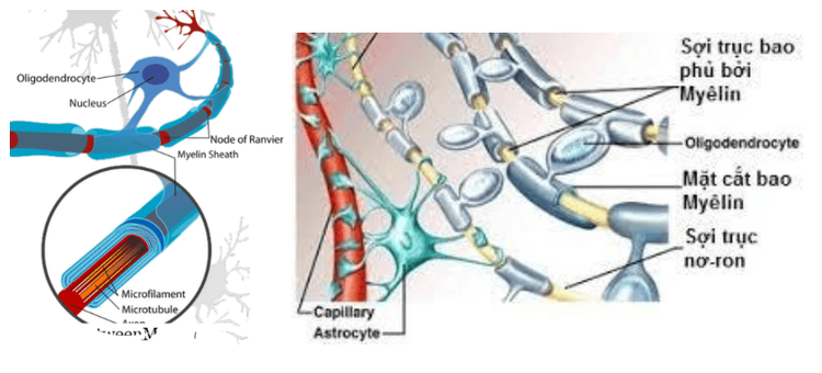 
Hình ảnh các sợi trục và tế bào oligodendrocytes
