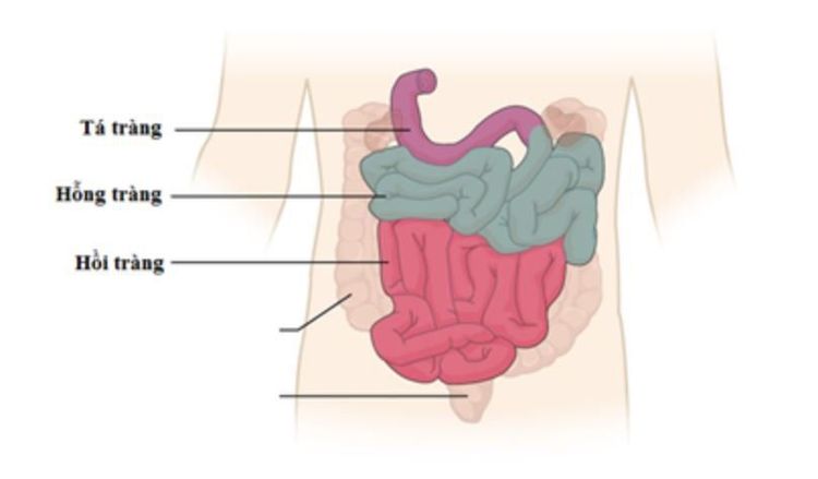 
Vị trí của hỗng tràng trong hệ tiêu hoá
