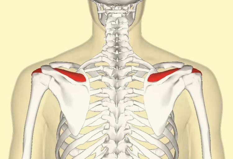 
Hình ảnh gân supraspinatus
