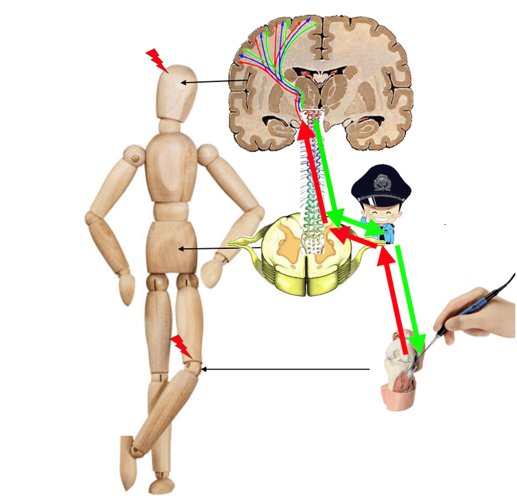 
Sau khi nhận được tín hiệu đau truyền tới, não sẽ phản ứng để làm dịu cơn đau, đó là lí do vì sao mà khi bạn có vết thương nhỏ, như vết cắt ở tay chẳng hạn, vài phút sau, bạn đã có thể cảm thấy đỡ đau hơn.
