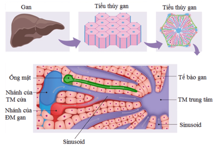 
Alanine aminotransferase xuất hiện trong tế bào gan
