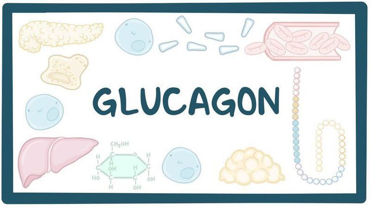 
Glucagon có thể làm tăng nồng độ glucose máu trong điều kiện hạ đường huyết
