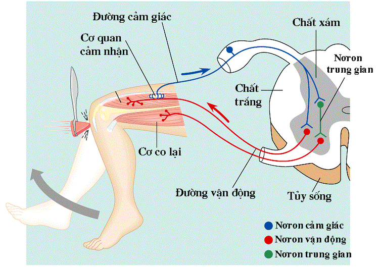 
Đáp ứng của cung phản xạ với kỹ thuật khám phản xạ thần kinh
